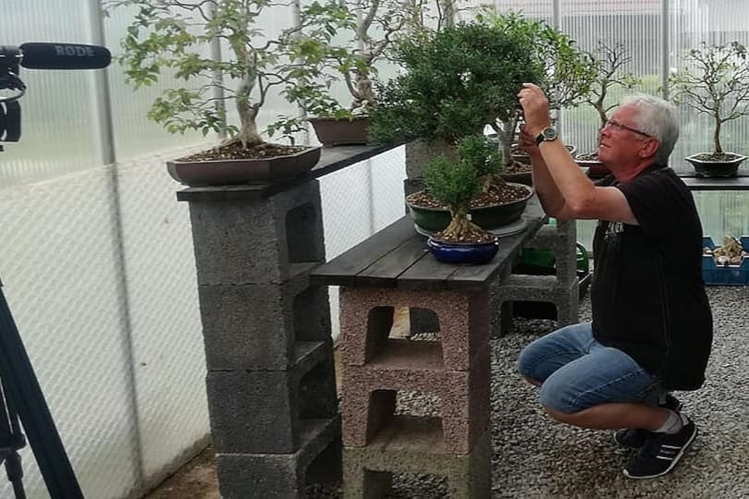 Aktuell BonsaiGartenMüller